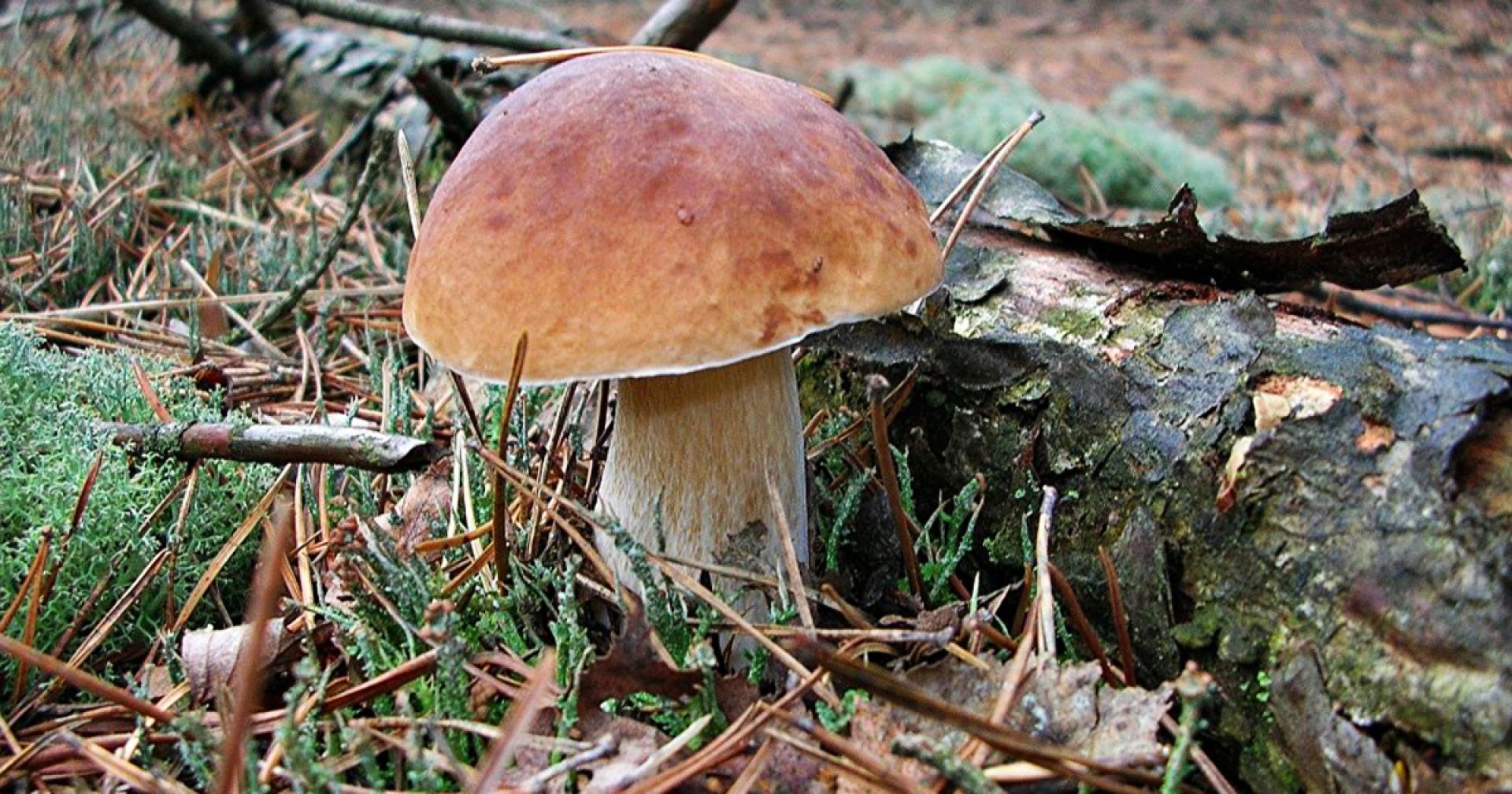 Съедобные грибы Новосибирской области